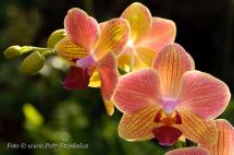 Orchideje v Šebrově