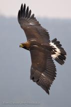 Orel skalní - Aquila chrysaetos, Nasavrky 2011