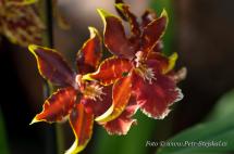Orchideje v Šebrově