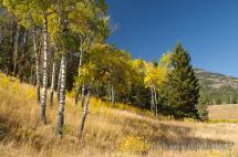 Podzimní barvy Yellowstone
