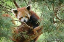 Panda červená - Ailurus fulgens, ZOO Zlín 2012