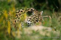 Jaguár americký - Panthera onca, ZOO Blava 