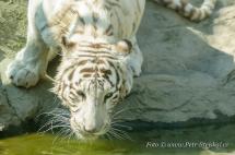 Tigr - bílá forma - Panthera tigris