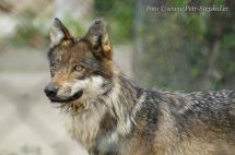 Vlk evropský - Canis lupus