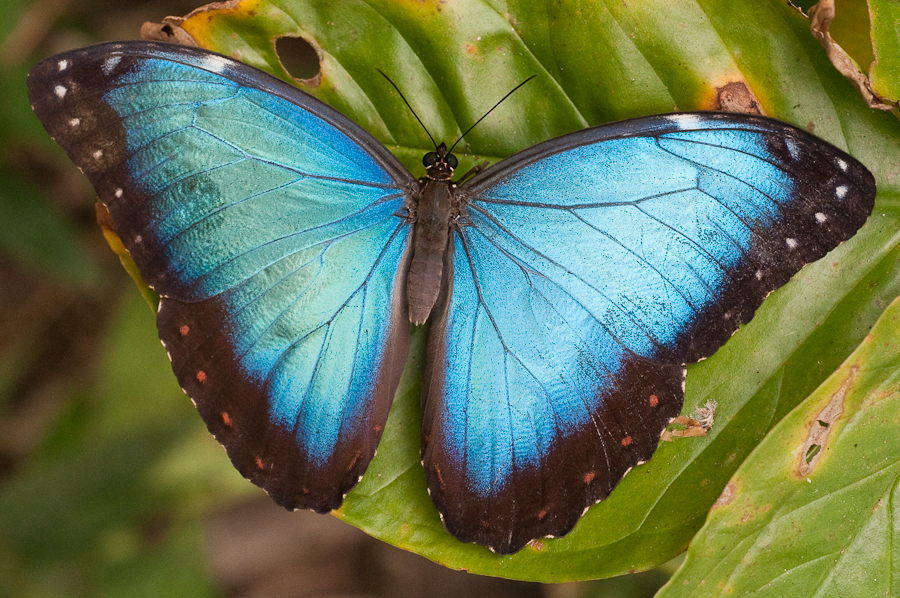 Motýli Belize