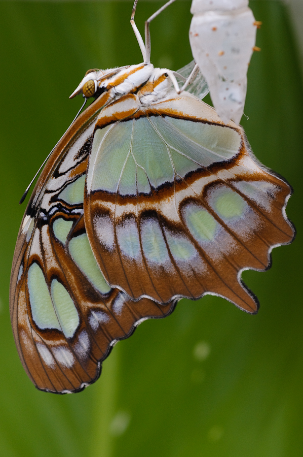 Motýli Belize