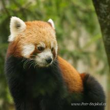 Panda červená - Ailurus fulgens