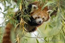 Panda červená - Ailurus fulgens, ZOO Blava