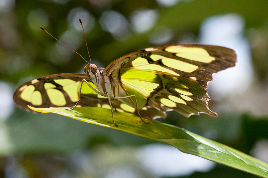 Motýli Belize