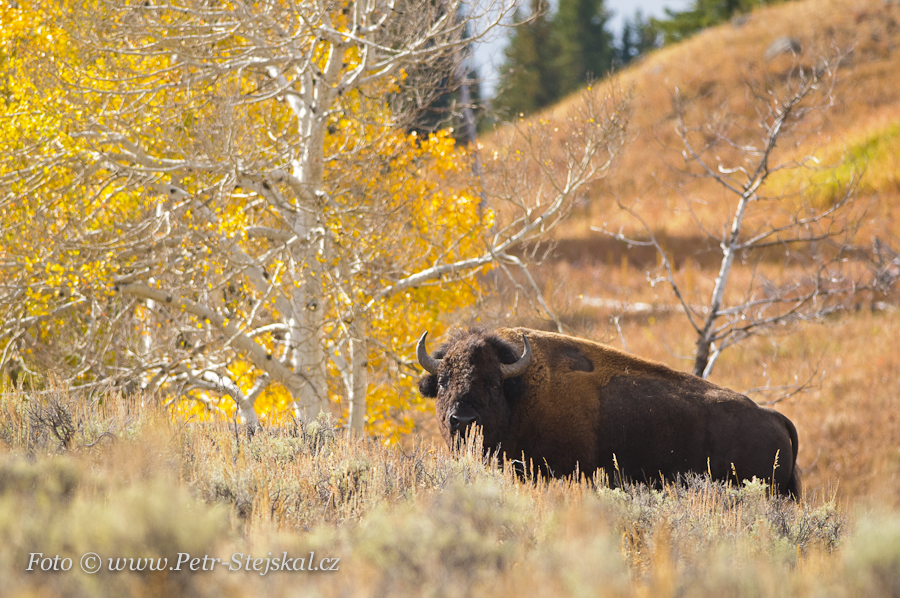 Tatanka v Yellowstone